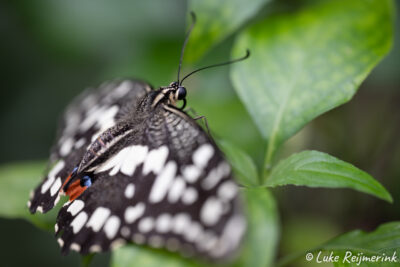 Macrofotografie bij Vlinders aan de vliet